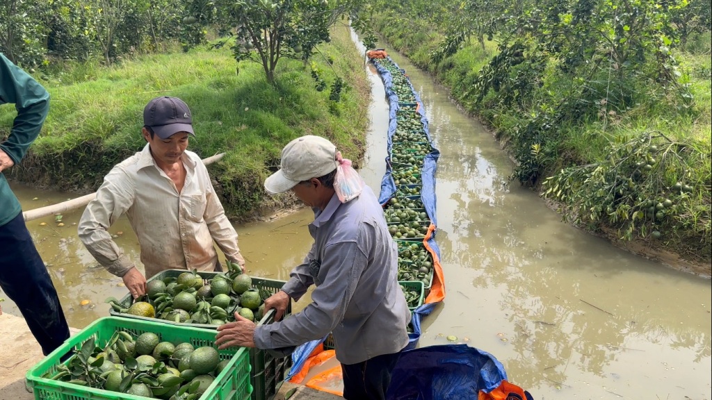 Tiêu dùng & Dư luận - Vĩnh Long: Cam sành rớt giá, ngành chức năng khuyến cáo (Hình 11).