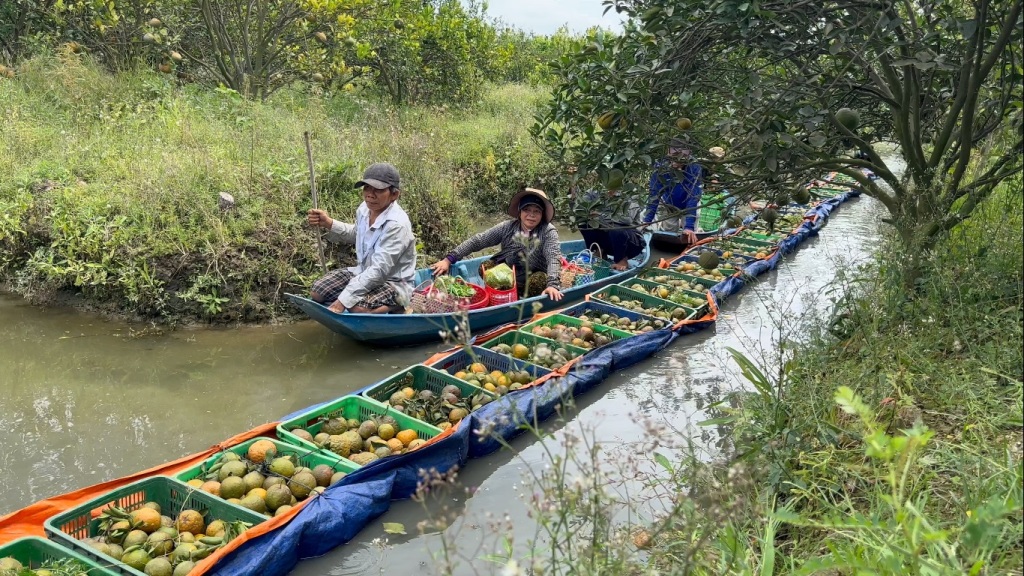 Tiêu dùng & Dư luận - Vĩnh Long: Giá cam sành đang nhích dần đến 10.000 đồng/kg (Hình 2).