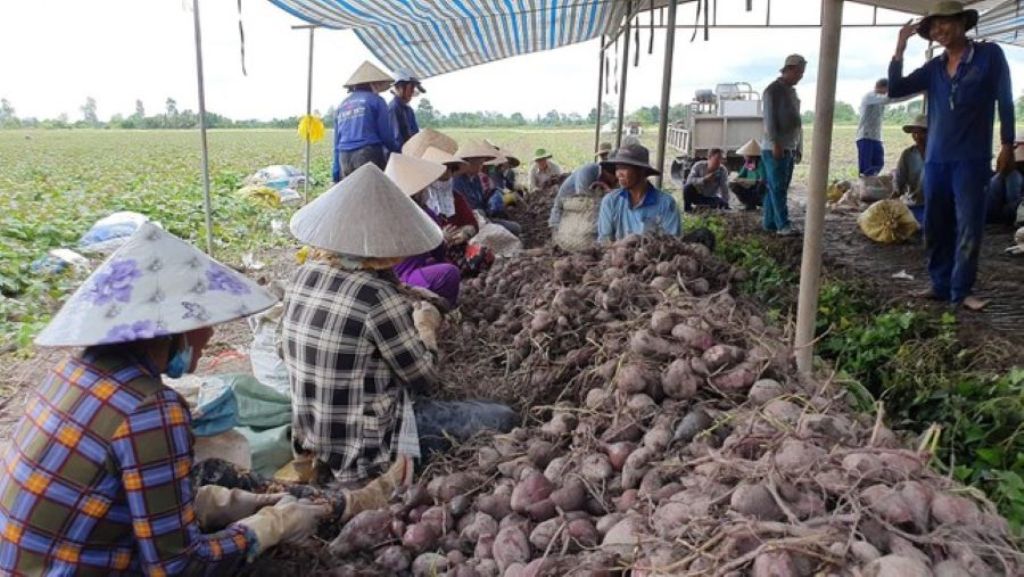 Tiêu dùng & Dư luận - Vĩnh Long: Chuyến khoai lang đầu tiên được xuất chính ngạch sang Trung Quốc