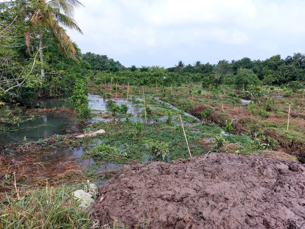 Dân sinh - Vĩnh Long: Cồn Thanh Long bất ngờ sạt lở, ảnh hưởng tới hơn 17ha cây ăn trái