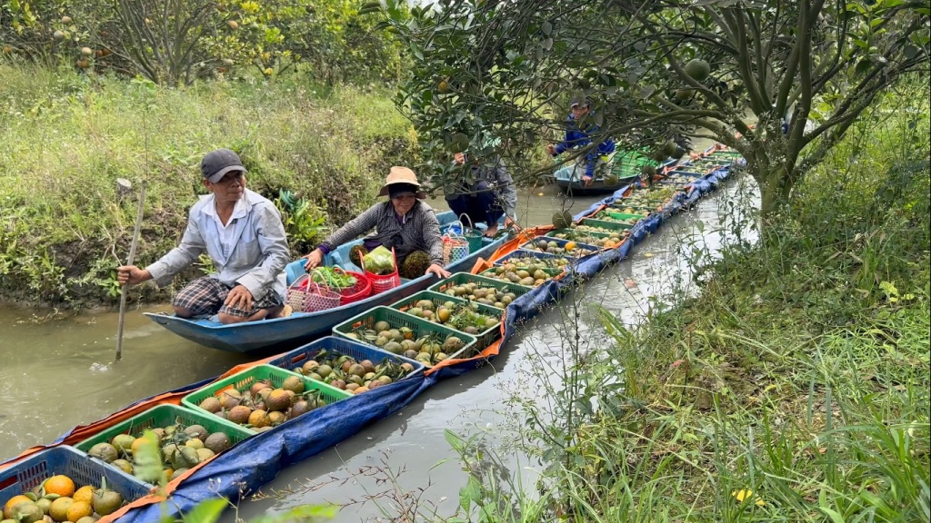 Dân sinh - ĐBSCL chủ động ứng phó hạn mặn, thích ứng sản xuất