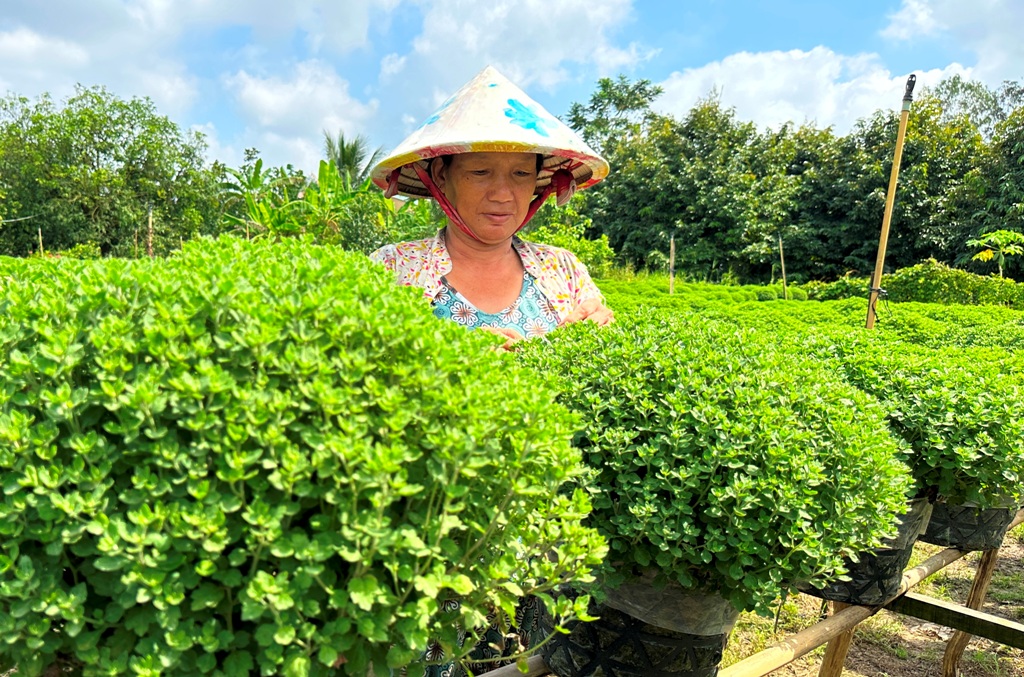 Tiêu dùng & Dư luận - Hoa kiểng đồng bằng sông Cửu Long nhộn nhịp vào vụ Tết