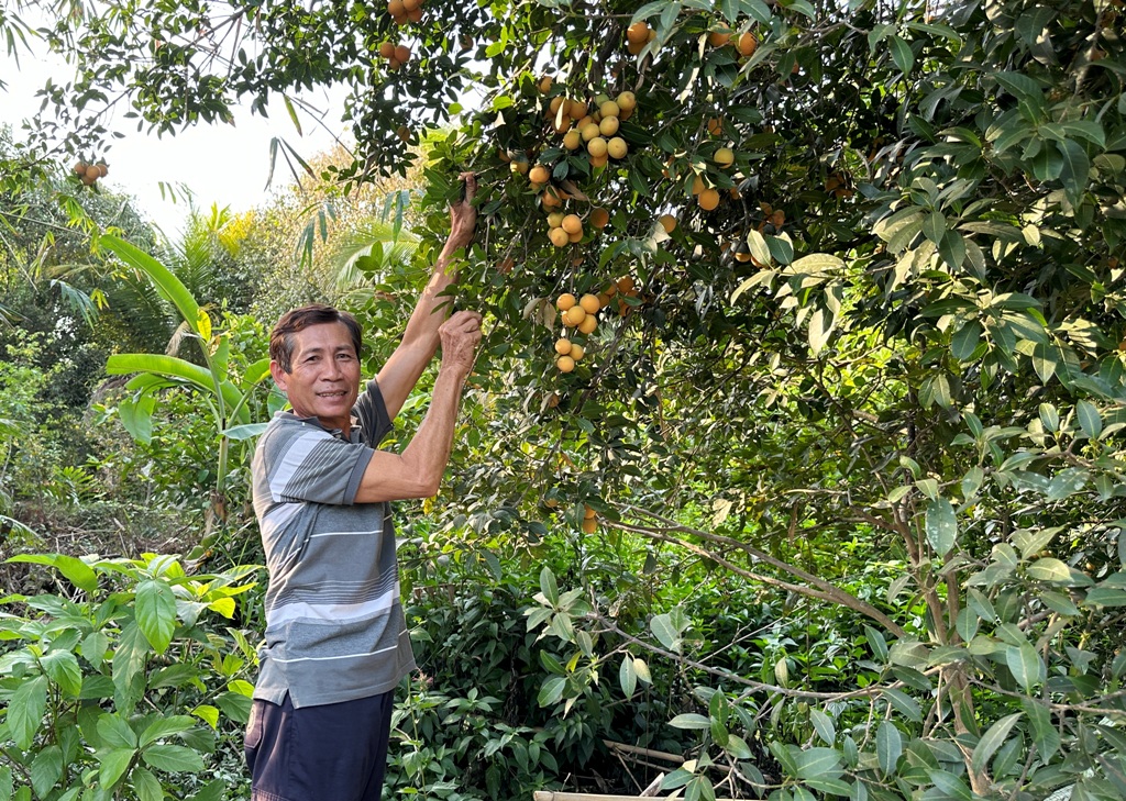 Tiêu dùng & Dư luận - Thanh trà ĐBSCL mất mùa do thời tiết, giá bán cao  (Hình 5).