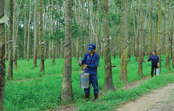 Đầu tư - Tập đoàn Cao su tiết lộ phương án cổ phần hóa