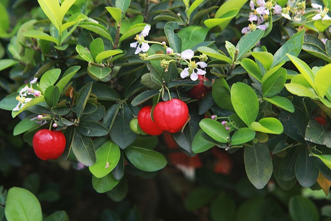 Tài chính - Ngân hàng - Đại gia nức tiếng Thái Nguyên chi trăm triệu mua loại cây quả đỏ chót, bé bằng đầu ngón tay (Hình 8).