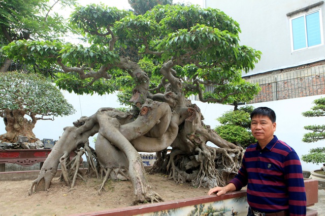 Tài chính - Ngân hàng - Chiêm ngưỡng cây sanh 'ngọa hổ tàng long' 30 tỷ đồng của đại gia Toàn đôla ở Phú Thọ (Hình 4).