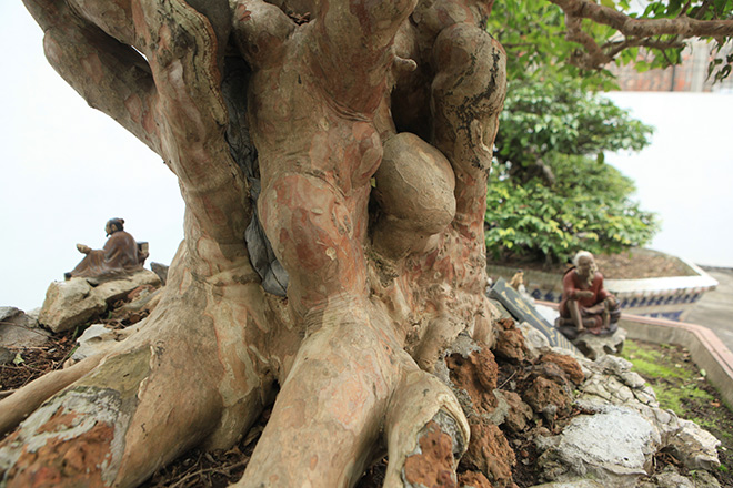 Tài chính - Ngân hàng - Chiêm ngưỡng cây sanh 'ngọa hổ tàng long' 30 tỷ đồng của đại gia Toàn đôla ở Phú Thọ (Hình 10).