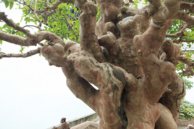 Tài chính - Ngân hàng - Chiêm ngưỡng cây sanh 'ngọa hổ tàng long' 30 tỷ đồng của đại gia Toàn đôla ở Phú Thọ (Hình 8).