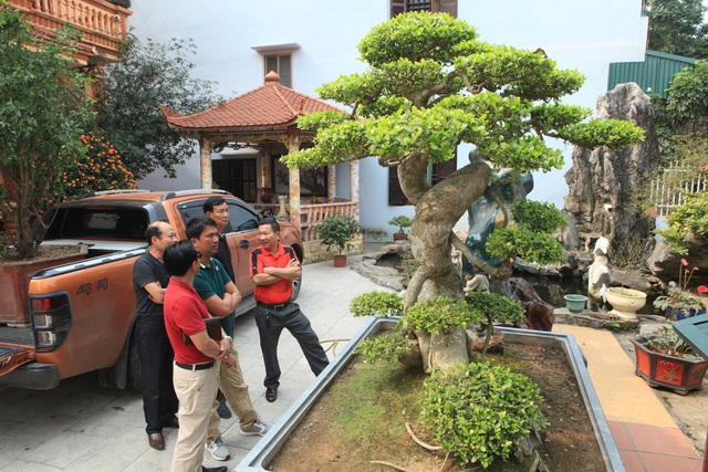 Tài chính - Ngân hàng - Chiêm ngưỡng cây sanh 'ngọa hổ tàng long' 30 tỷ đồng của đại gia Toàn đôla ở Phú Thọ