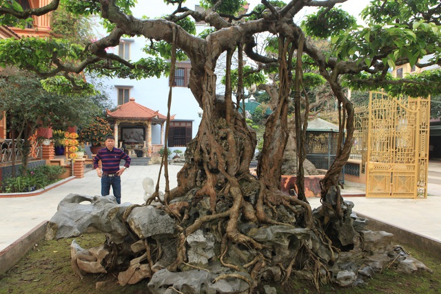 Tài chính - Ngân hàng - Chiêm ngưỡng cây sanh 'ngọa hổ tàng long' 30 tỷ đồng của đại gia Toàn đôla ở Phú Thọ (Hình 3).