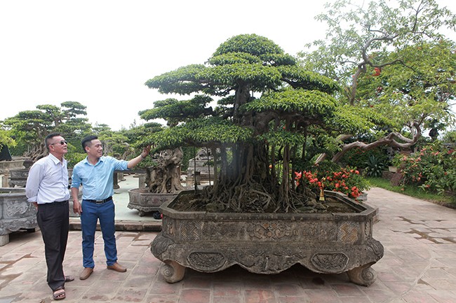 Tài chính - Ngân hàng - Anh bán hàng rong kiếm 20 nghìn mỗi ngày thành đại gia chi 16 tỷ mua cây sanh 'Tiên lão giáng trần' (Hình 6).