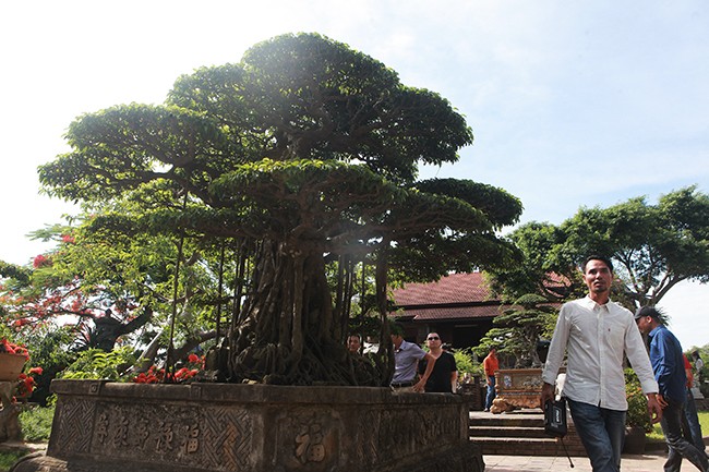 Tài chính - Ngân hàng - Anh bán hàng rong kiếm 20 nghìn mỗi ngày thành đại gia chi 16 tỷ mua cây sanh 'Tiên lão giáng trần' (Hình 7).