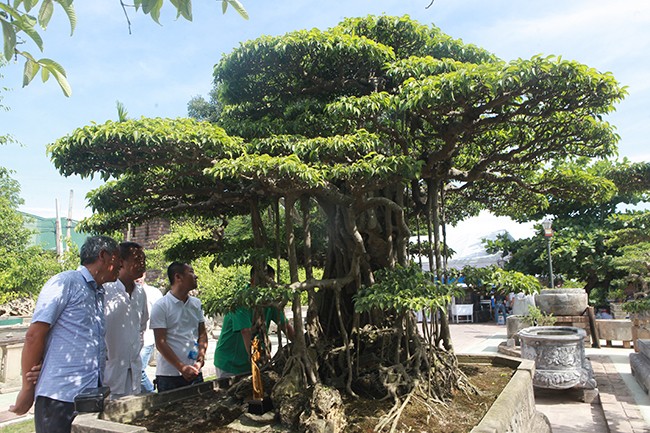 Tài chính - Ngân hàng - Anh bán hàng rong kiếm 20 nghìn mỗi ngày thành đại gia chi 16 tỷ mua cây sanh 'Tiên lão giáng trần' (Hình 5).