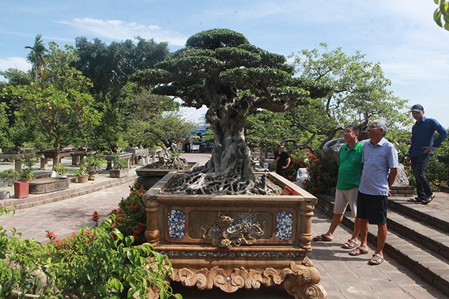 Tài chính - Ngân hàng - Anh bán hàng rong kiếm 20 nghìn mỗi ngày thành đại gia chi 16 tỷ mua cây sanh 'Tiên lão giáng trần' (Hình 9).