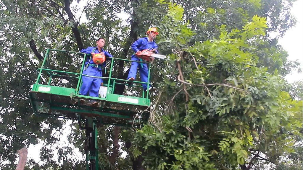 Xã hội - Hà Nội: Đã đánh chuyển 150 cây xanh trên đường Phạm Văn Đồng (Hình 2).