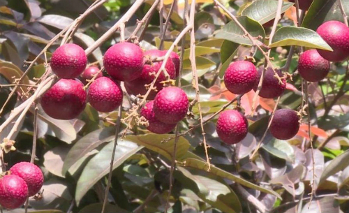 Tiêu dùng & Dư luận - Giới nhà giàu chi tiền triệu ăn nhãn tím, xoài đỏ (Hình 2).