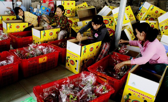 Tiêu dùng & Dư luận - Sầu riêng, mít Thái, thanh long rủ nhau tăng giá: Chưa kịp mừng đã thấp thỏm âu lo