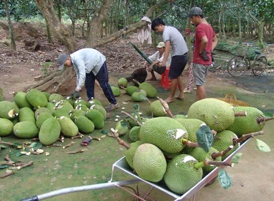 Tiêu dùng & Dư luận - Sầu riêng, mít Thái, thanh long rủ nhau tăng giá: Chưa kịp mừng đã thấp thỏm âu lo (Hình 2).