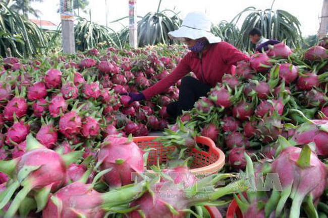 Tiêu dùng & Dư luận - Vải thiều theo máy bay Nam tiến, giá thanh long tăng cao kỷ lục  (Hình 2).