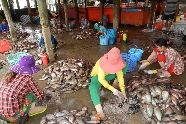 Tiêu dùng & Dư luận - 'Nhờ' thương lái Trung Quốc, vảy cá thành hàng 'hot', mực tồn hàng ngàn tấn 