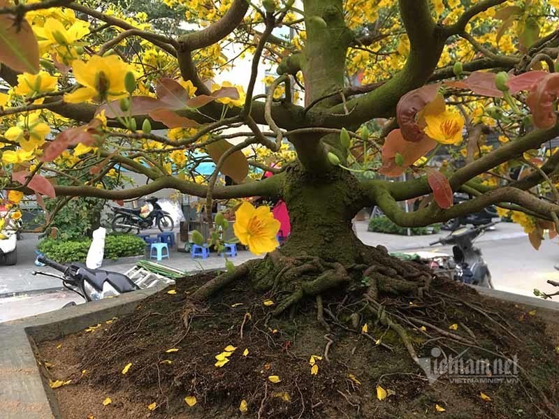 Tiêu dùng & Dư luận - Cận cảnh gốc đào thế 'Long Quần Thụ', giá thuê không dưới 100 triệu đồng (Hình 6).