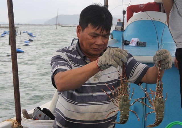 Tiêu dùng & Dư luận - Thực hư thông tin giá tôm hùm Phú Yên giảm còn 200.000 đồng/kg (Hình 2).