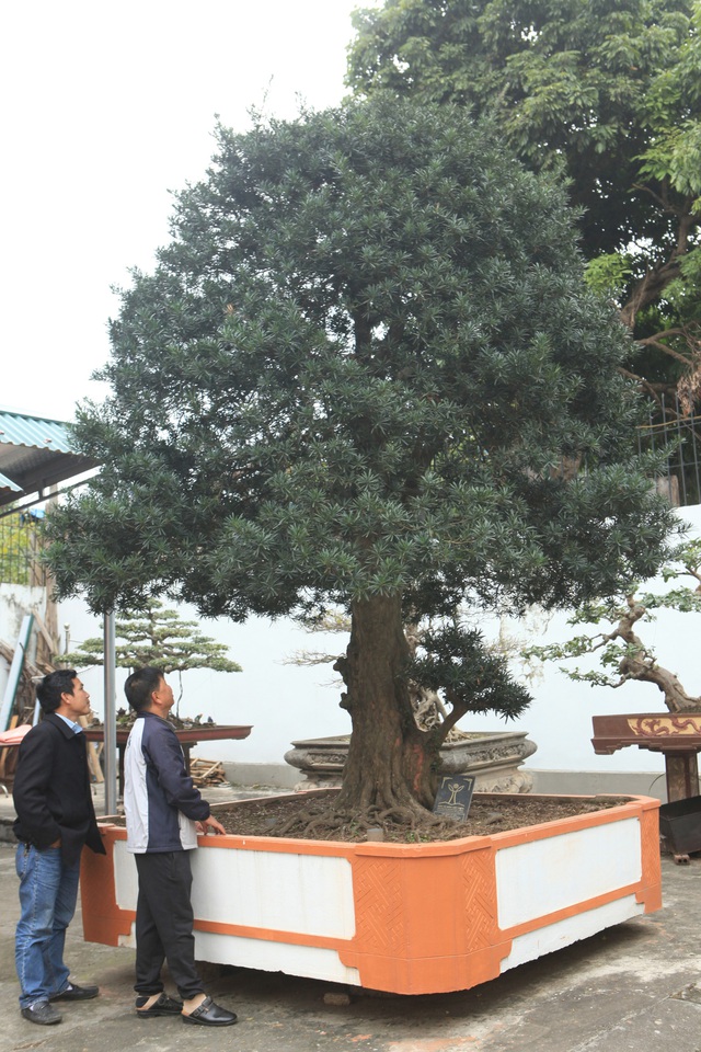 Tài chính - Ngân hàng - Chiêm ngưỡng cây sanh 'ngọa hổ tàng long' 30 tỷ đồng của đại gia Toàn đôla ở Phú Thọ (Hình 11).