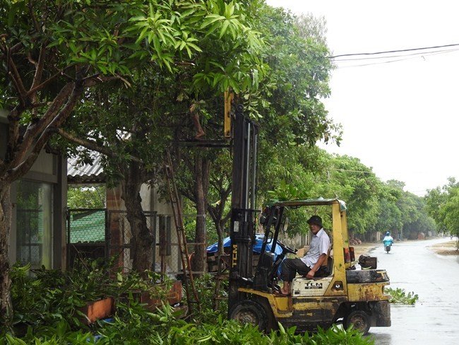 Xã hội - Hà Tĩnh: Bão số 10 áp sát, quân - dân hối hả gặt lúa xanh về nhà (Hình 10).