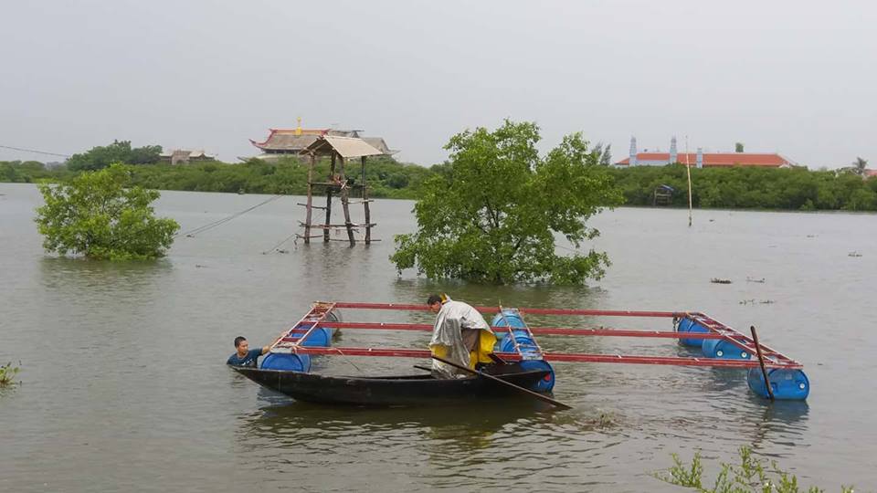 Xã hội - Hà Tĩnh: Bão số 10 áp sát, quân - dân hối hả gặt lúa xanh về nhà (Hình 7).