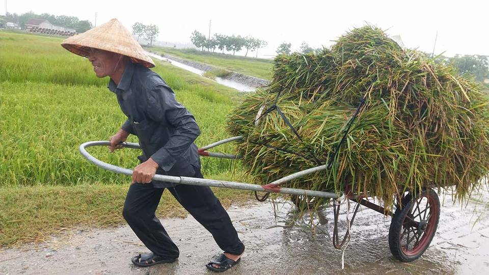 Xã hội - Hà Tĩnh: Bão số 10 áp sát, quân - dân hối hả gặt lúa xanh về nhà (Hình 2).