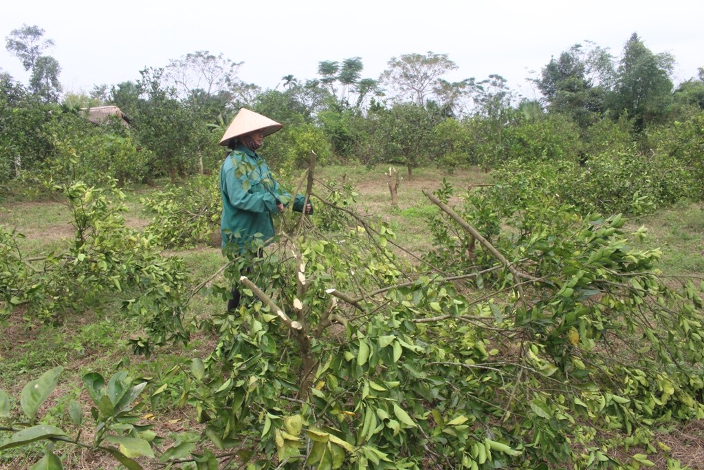 Đầu tư - Hà Tĩnh: Dân xót đắng chặt bỏ cả nghìn gốc cam lâu năm