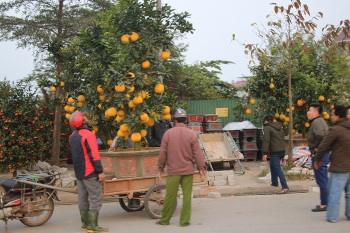 Đào Nhật Tân ghép với đào rừng là loại cây khá mới mẻ tại thị trường Hà Tĩnh. Với những gốc thân to, loại đào ghép này cũng rất hút khách mua.