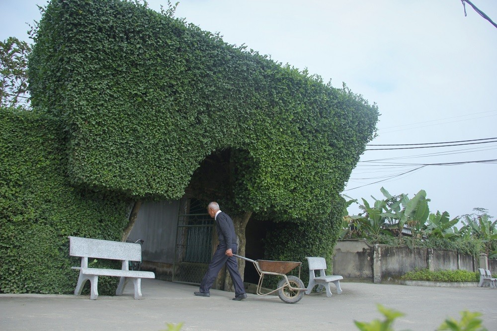 Khung cảnh bình yên của làng quê Tùng Ảnh.