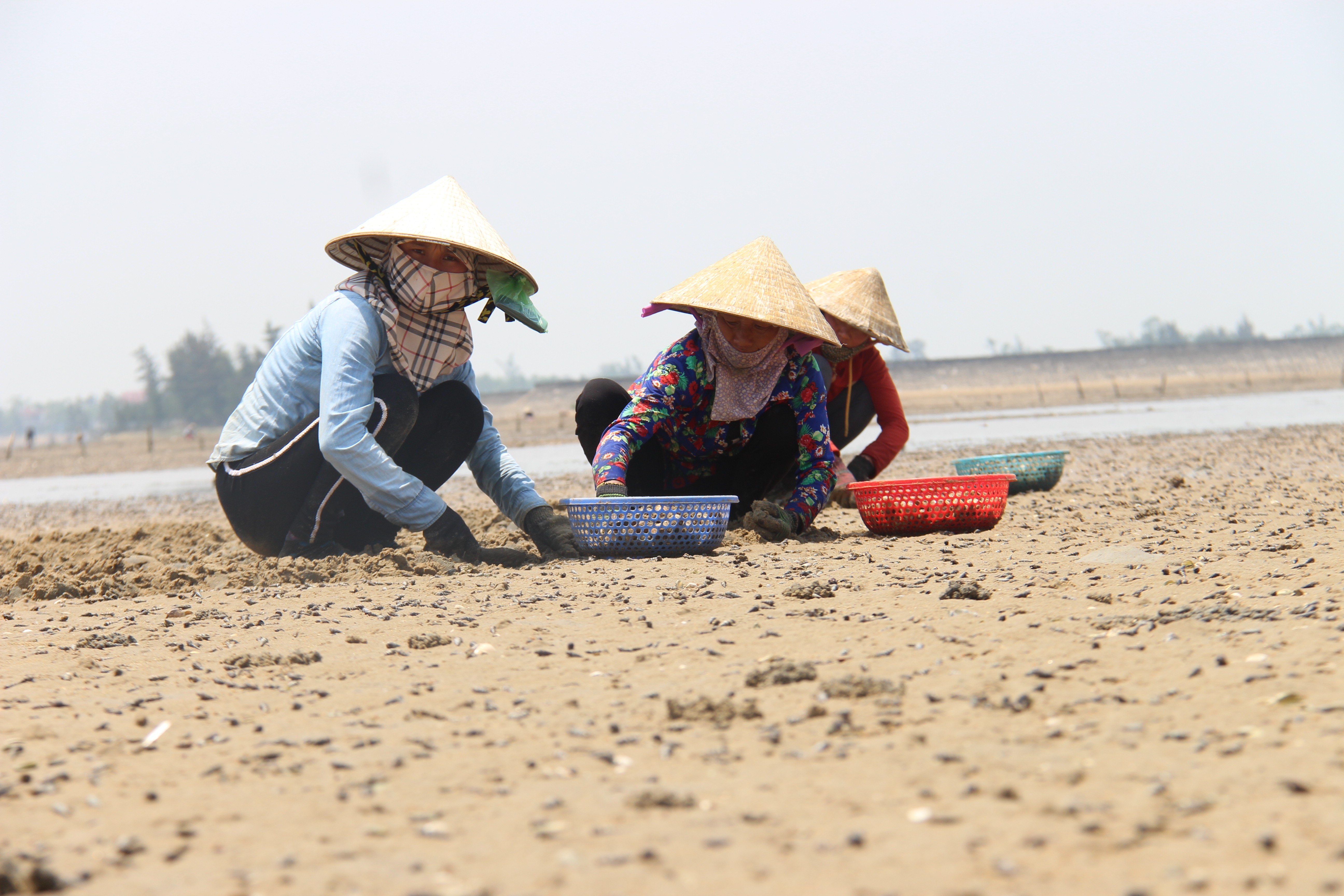 Hà Tĩnh: Đang xác định nguyên nhân sò chết trắng đầm, bãi (Hình 4).