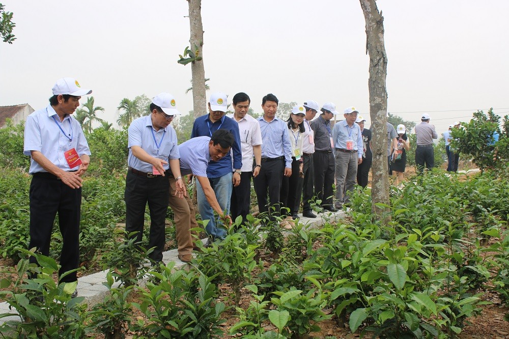 Với diện tích 0,5ha, vườn ông Bồi chủ yếu trồng cây bưởi, chè và mít, cho hu nhập 1 năm từ 150 - 200 triệu đồng.