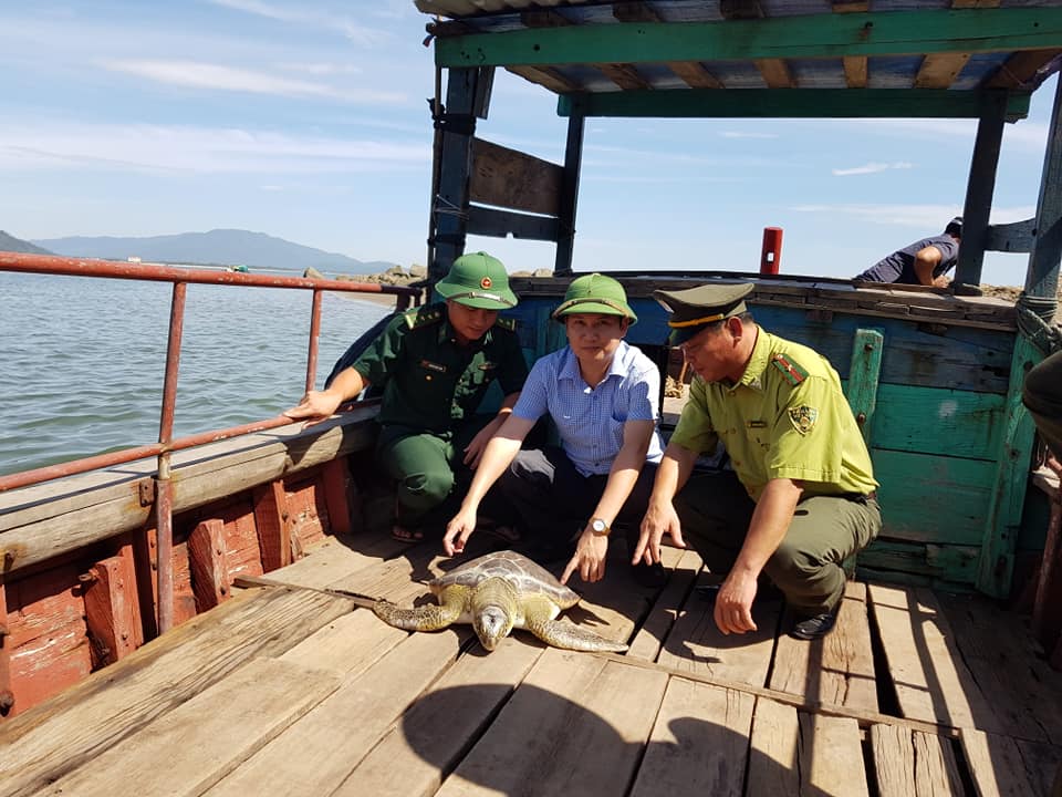 Rùa biển quý hiếm mắc lưới ngư dân Hà Tĩnh