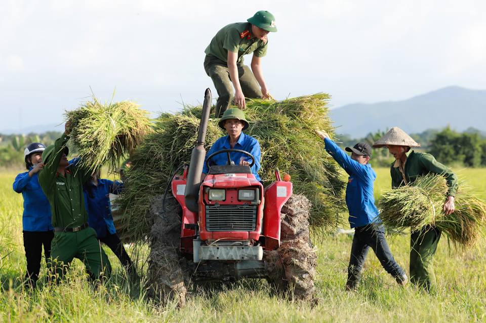 Giọt mồ hôi quân, dân thắm trên từng bông lúa