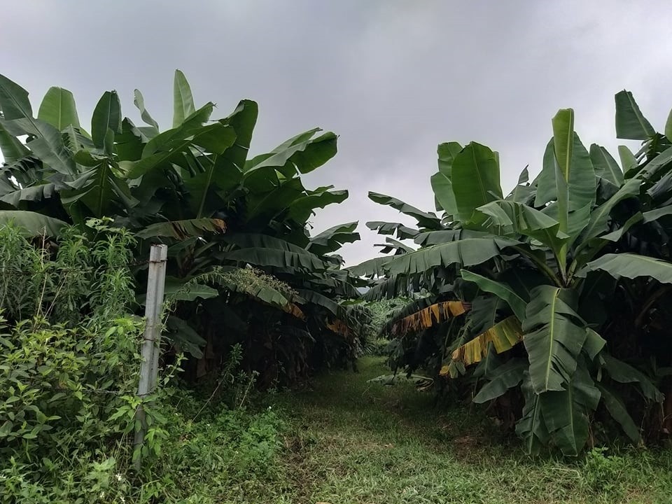 Đầu tư - Cha con ông Trần Bắc Hà bị bắt: Khẩn trương định giá dự án chăn nuôi bò nghìn tỷ (Hình 2).