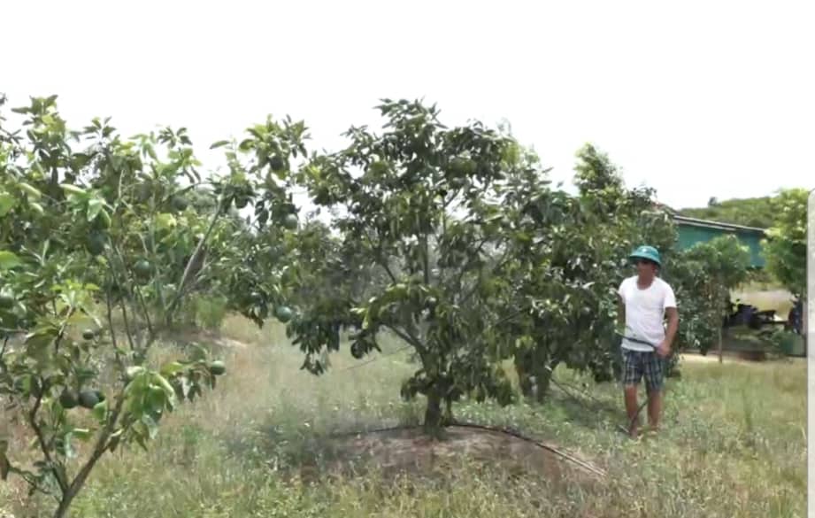Môi trường - Hà Tĩnh nắng nóng cực điểm, cây trồng khô héo, đất đai nứt nẻ (Hình 2).