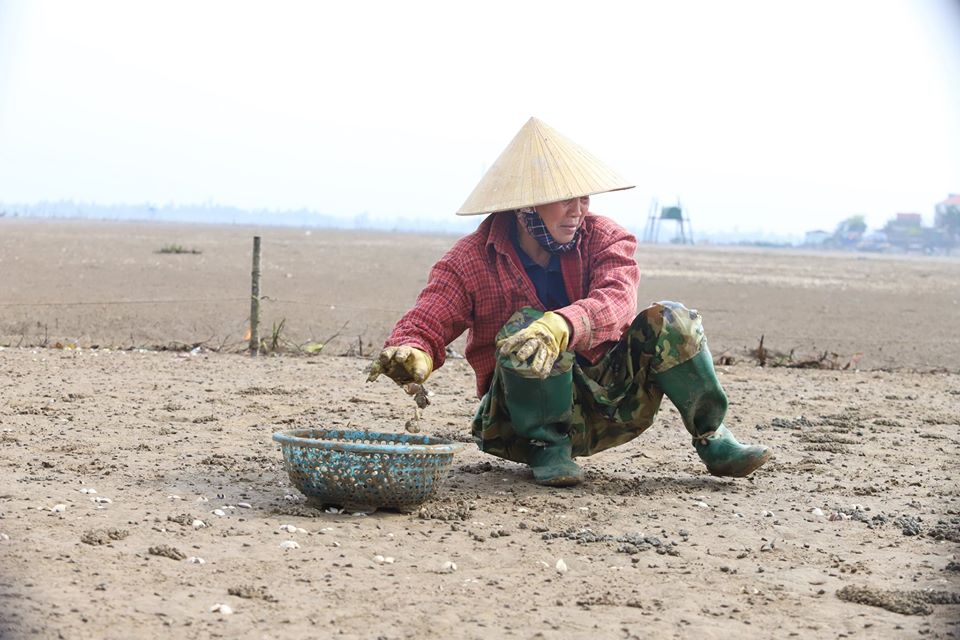 Tin nhanh - Tìm nguyên nhân ngao chết trắng bãi tại Hà Tĩnh (Hình 3).