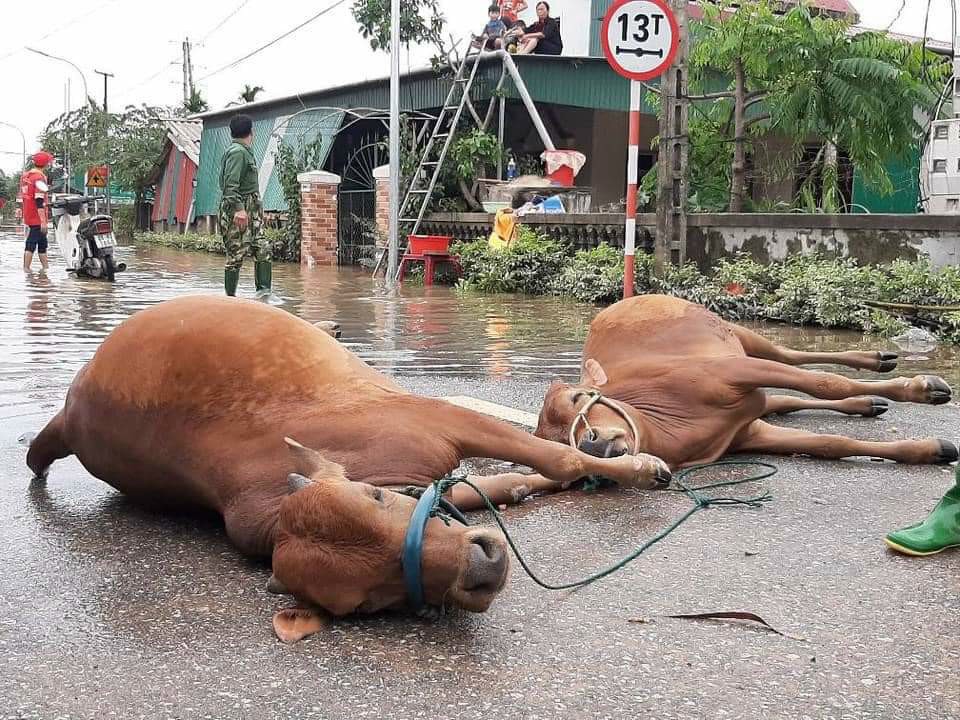 Tin nhanh -  Hạ du ngập sâu trong biển nước, hồ Kẻ Gỗ xả lũ đúng quy trình (Hình 8).