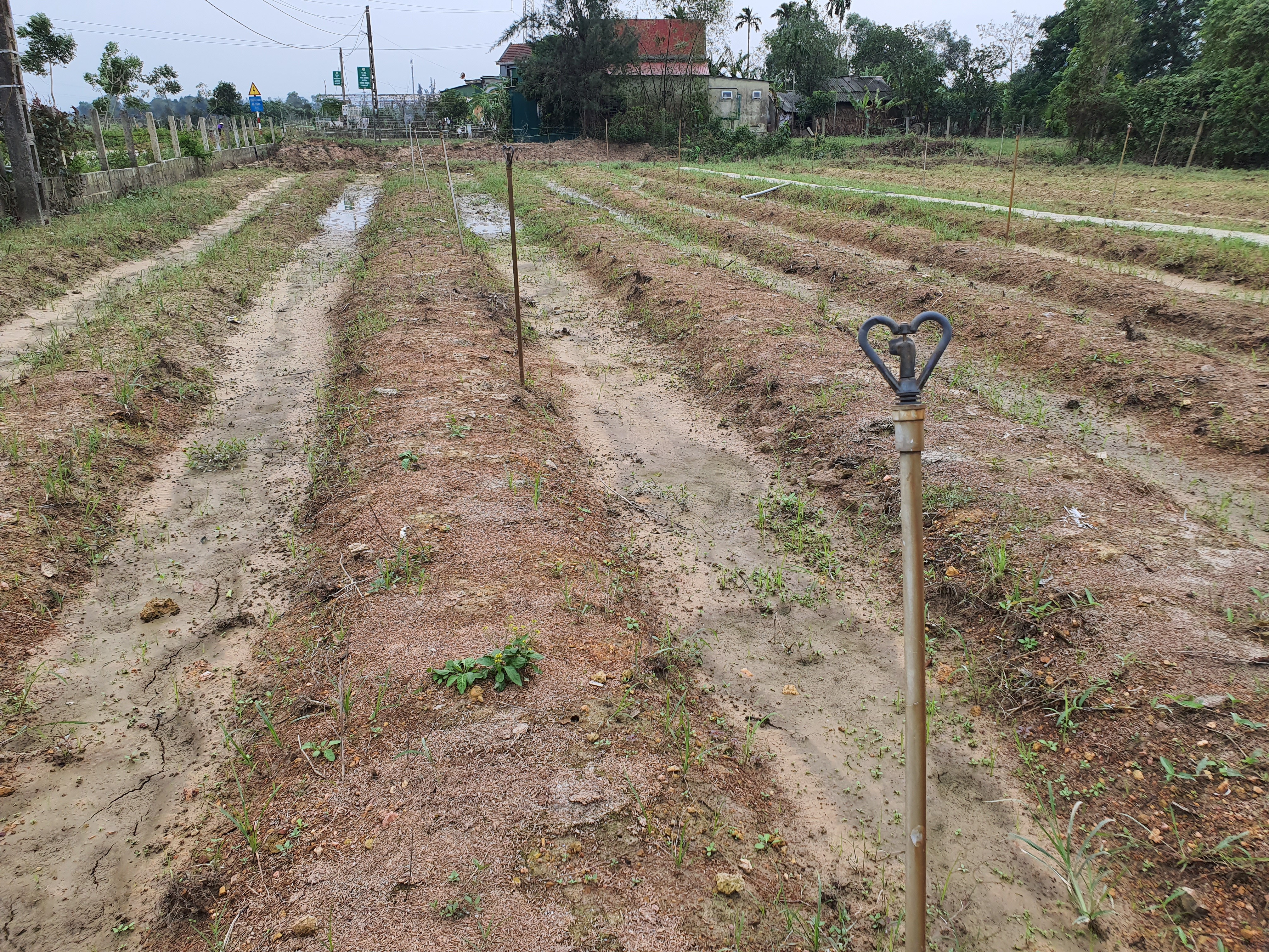 Tin nhanh - Điêu đứng sau cơn lũ (Hình 8).