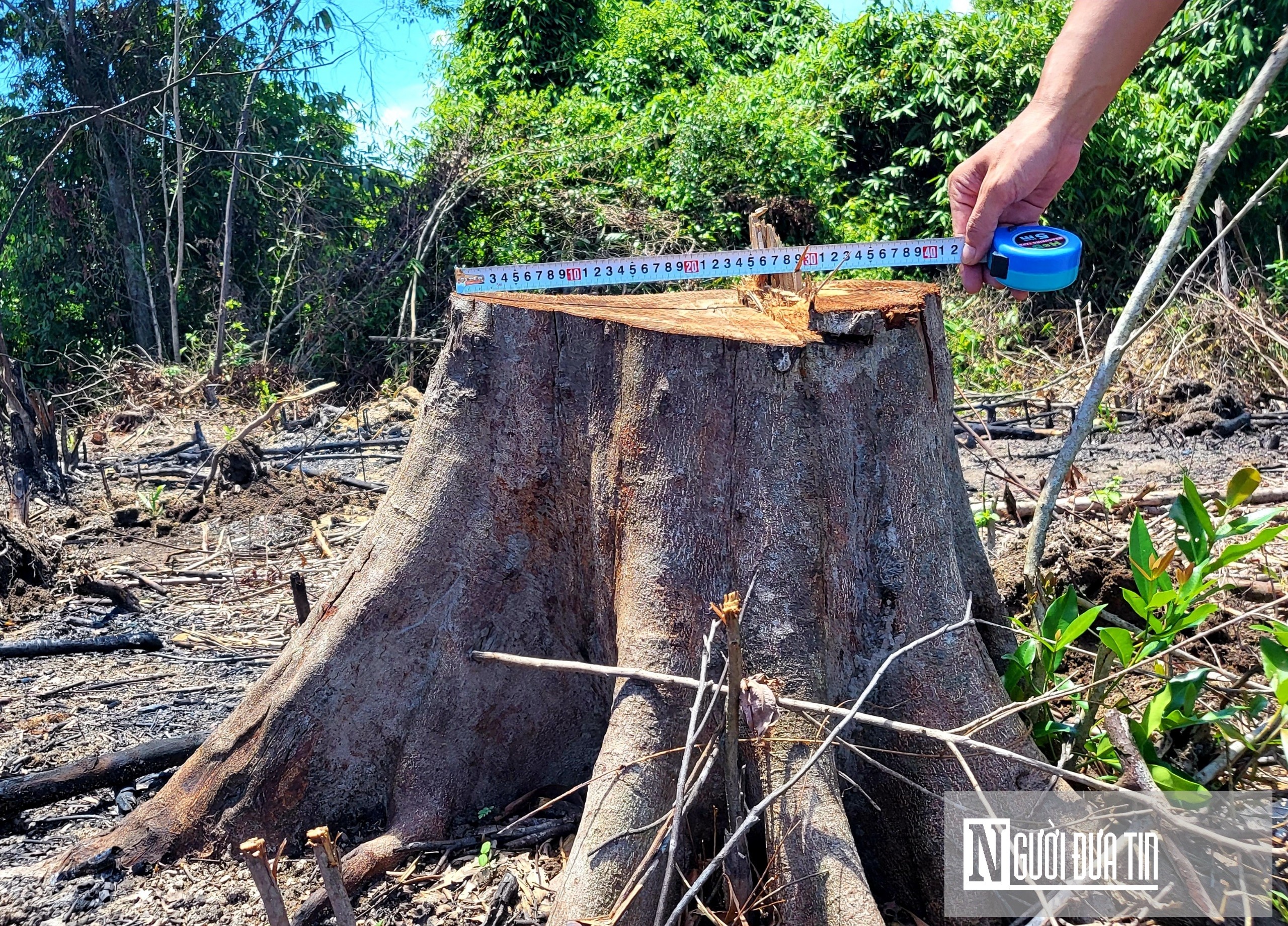 Môi trường - Chấn động: Cán bộ BQL bảo tồn Kẻ Gỗ chặt phá rừng nguyên sinh