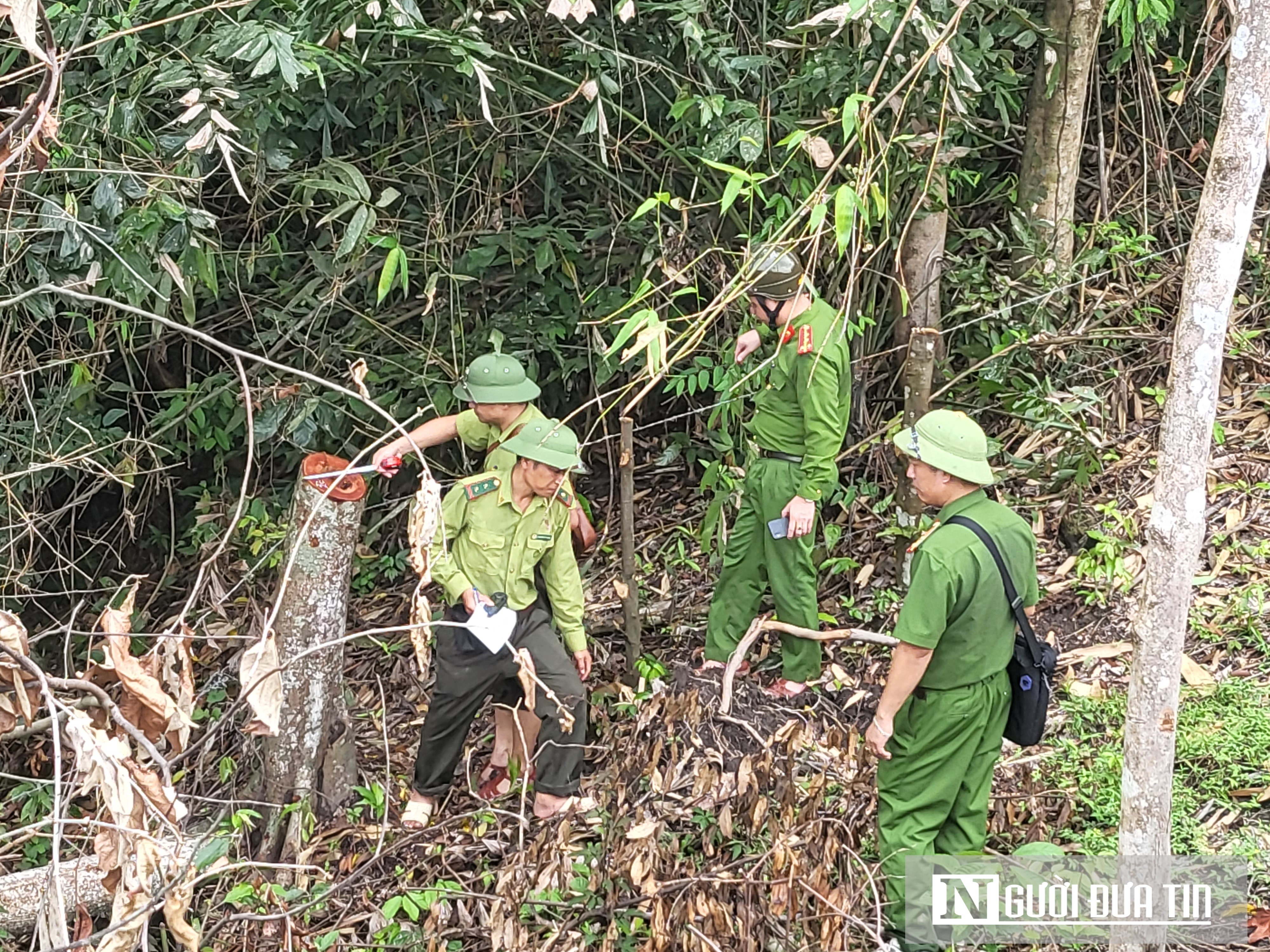 An ninh - Hình sự - Vụ phá rừng nguyên sinh ở Hà Tĩnh: Tạm đình chỉ công tác Trưởng phòng BQL Khu bảo tồn thiên nhiên Kẻ Gỗ  (Hình 2).