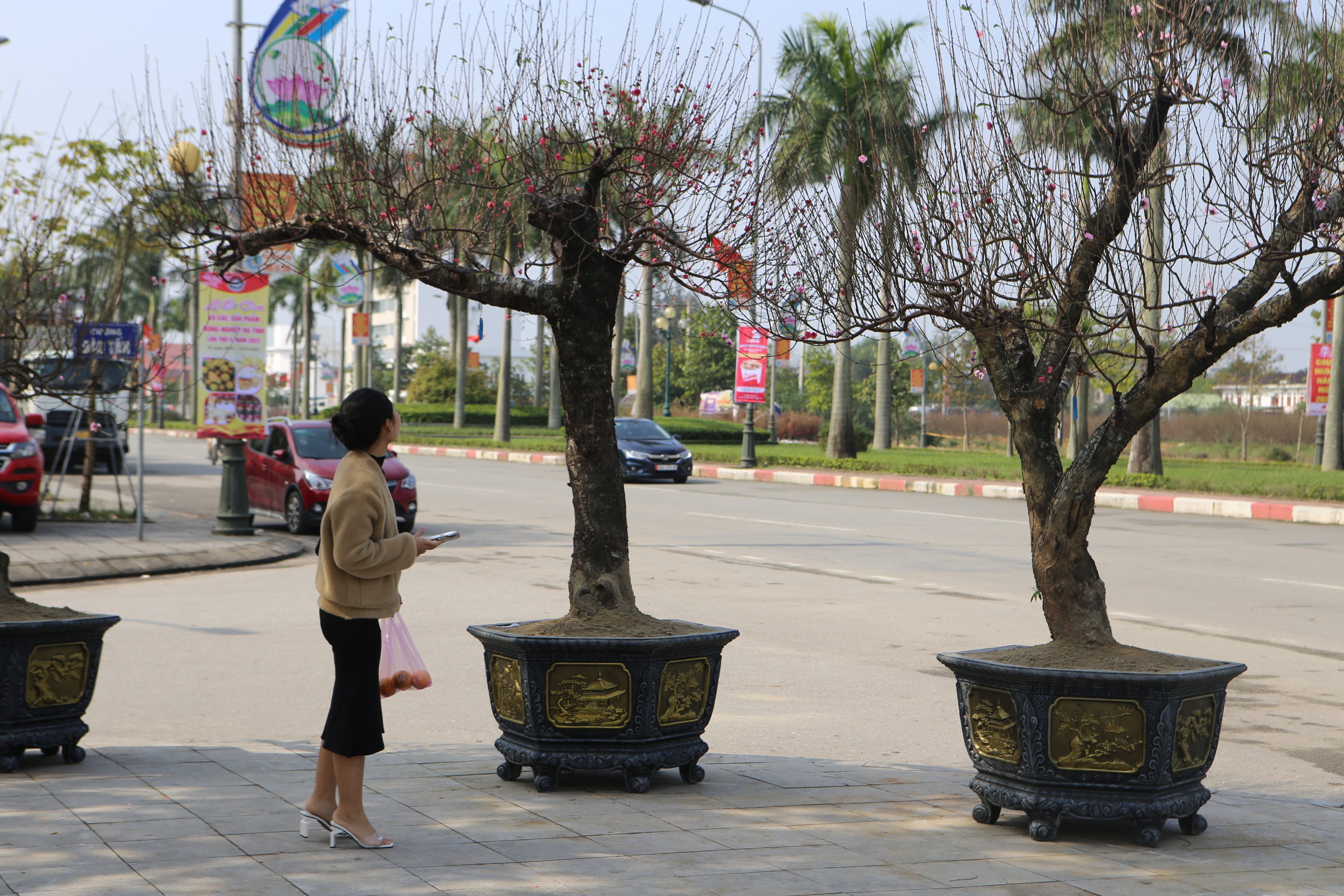 Dân sinh - Đào khủng xuống phố chờ “đại gia” rước về chưng Tết (Hình 4).