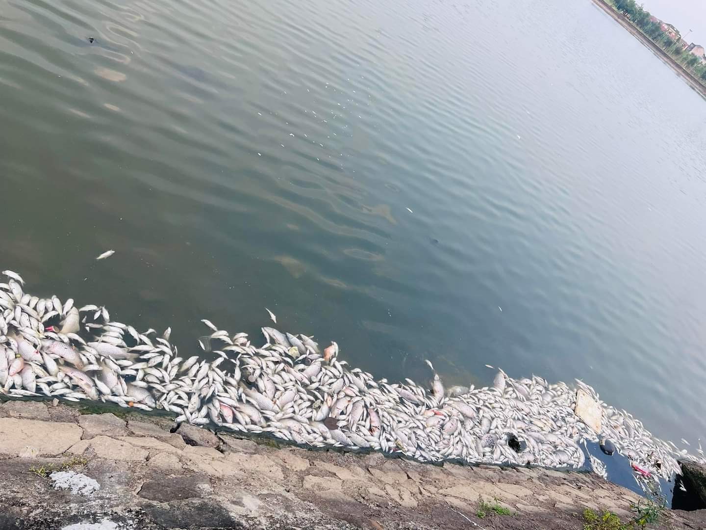 Môi trường - Hà Tĩnh: Tìm nguyên nhân cá chết hàng loạt tại hồ Bồng Sơn (Hình 2).