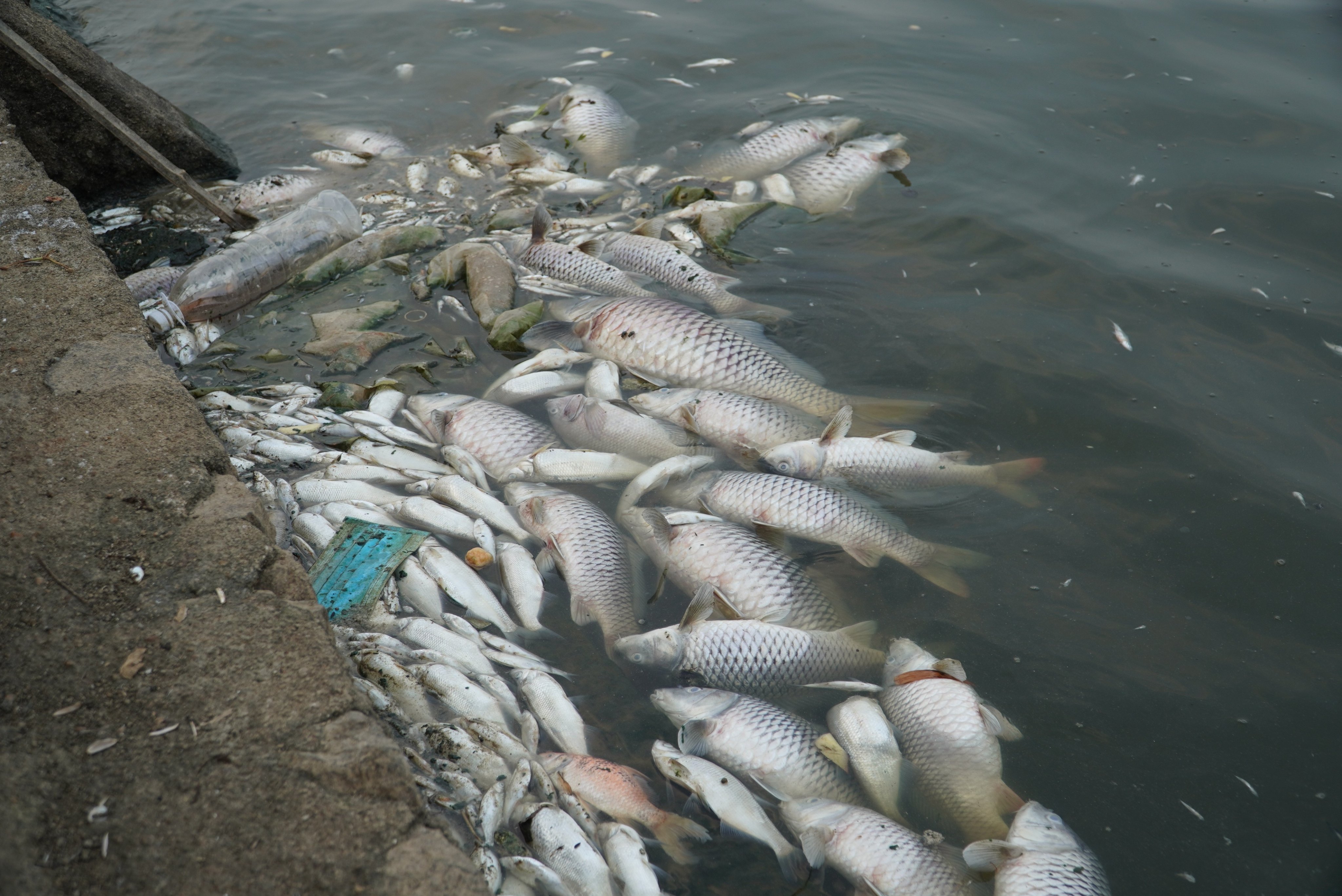 Môi trường - Hà Tĩnh: Tìm nguyên nhân cá chết hàng loạt tại hồ Bồng Sơn (Hình 4).