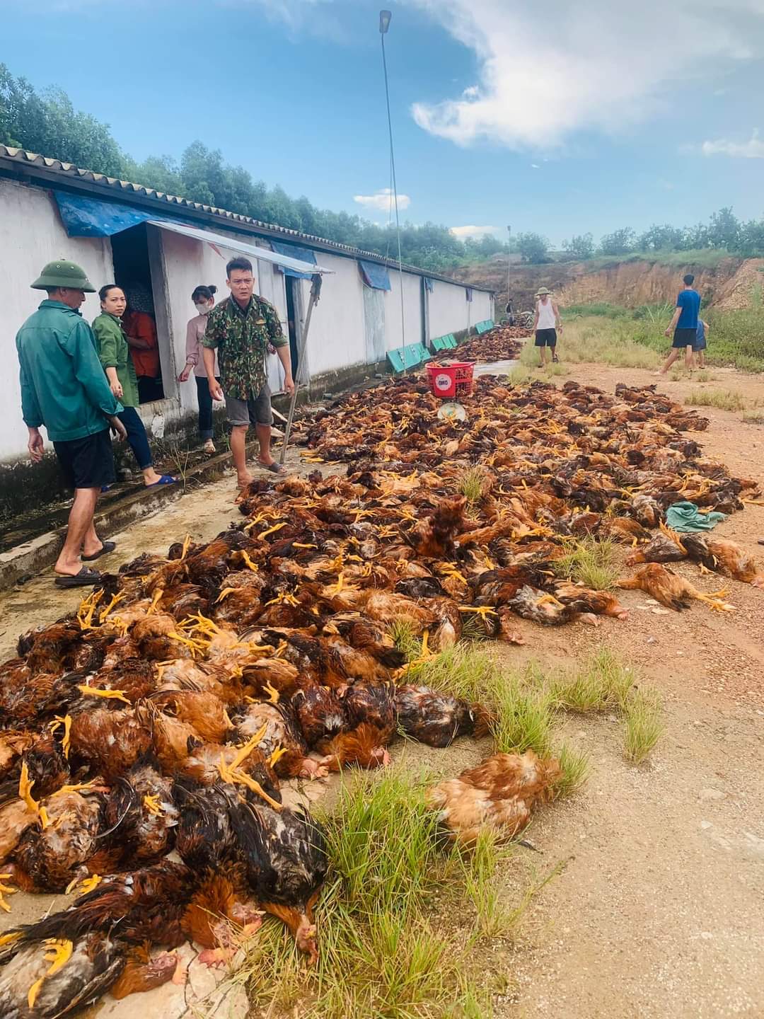 Dân sinh - Hà Tĩnh: Hàng trăm người tham gia giải cứu 8.000 con gà chết ngạt