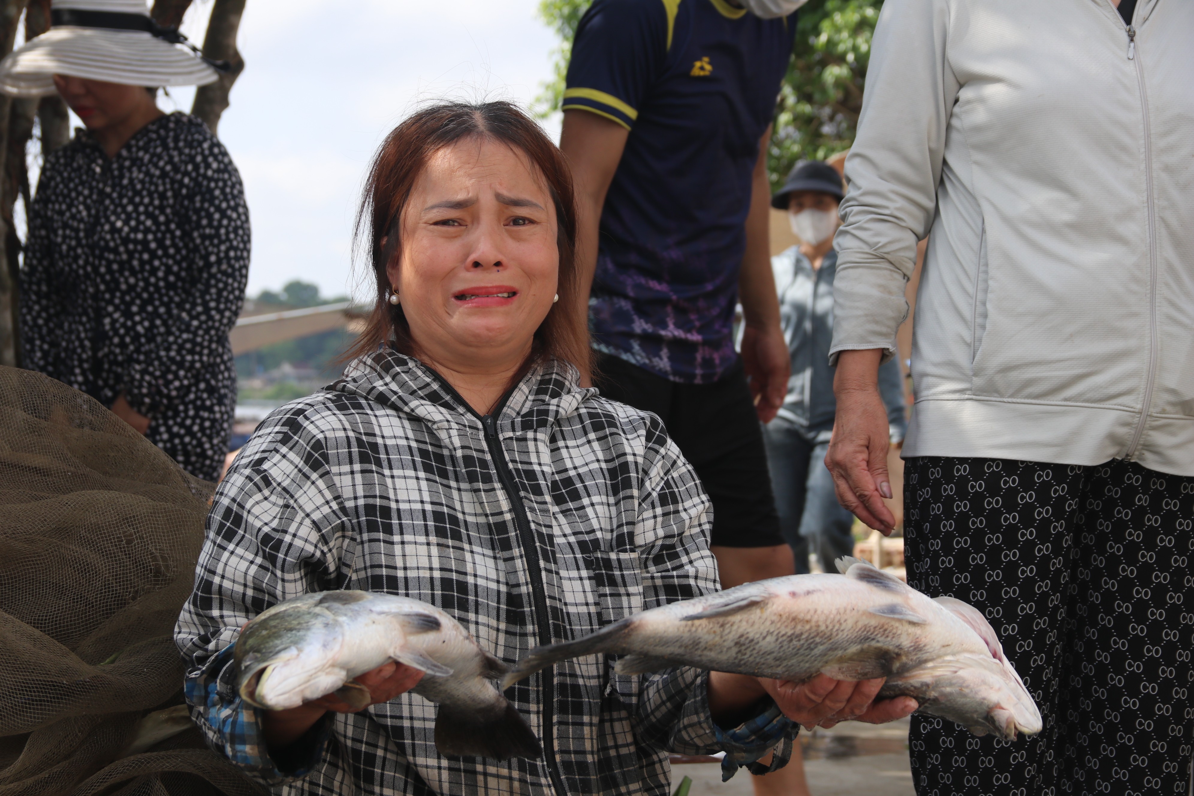 Dân sinh - Cá chết hàng loạt trong lồng bè, người dân oà khóc giữa hồ nuôi (Hình 4).