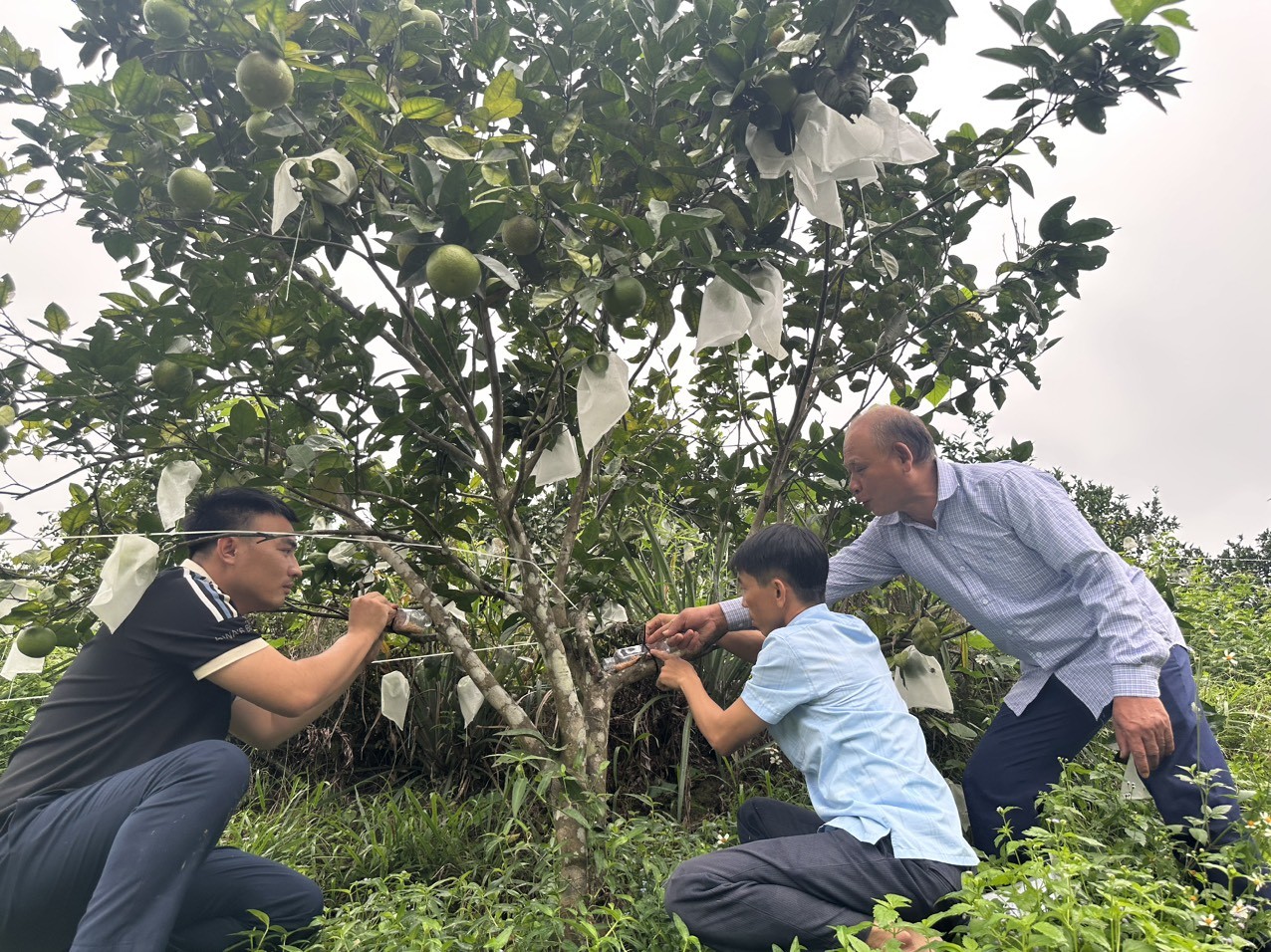 Dân sinh - Nghề nuôi thiên địch